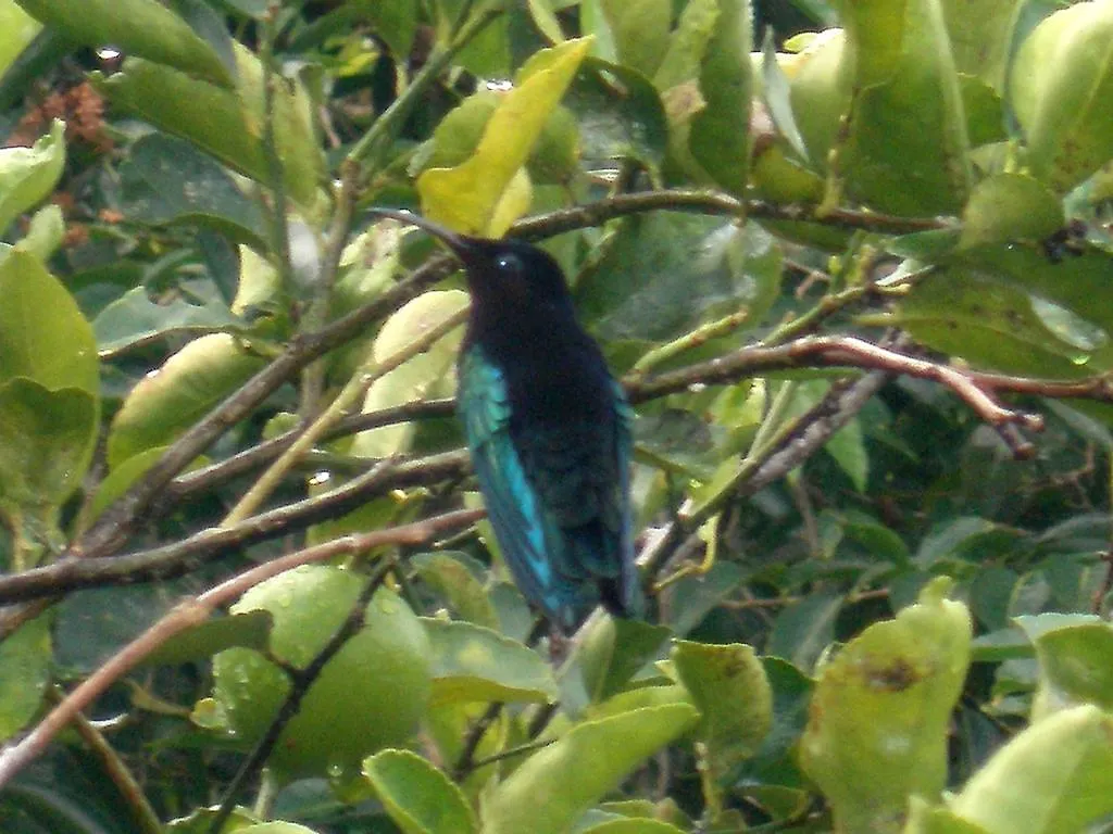 Oasis De Grande Anse Villa Deshaies