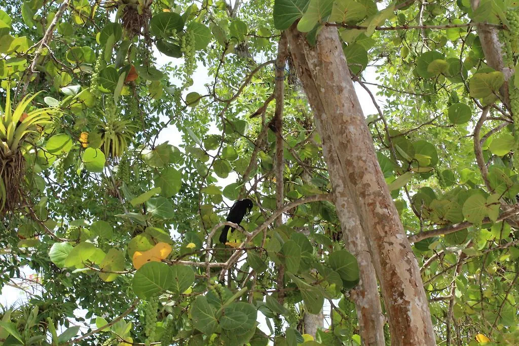 Oasis De Grande Anse Villa Deshaies