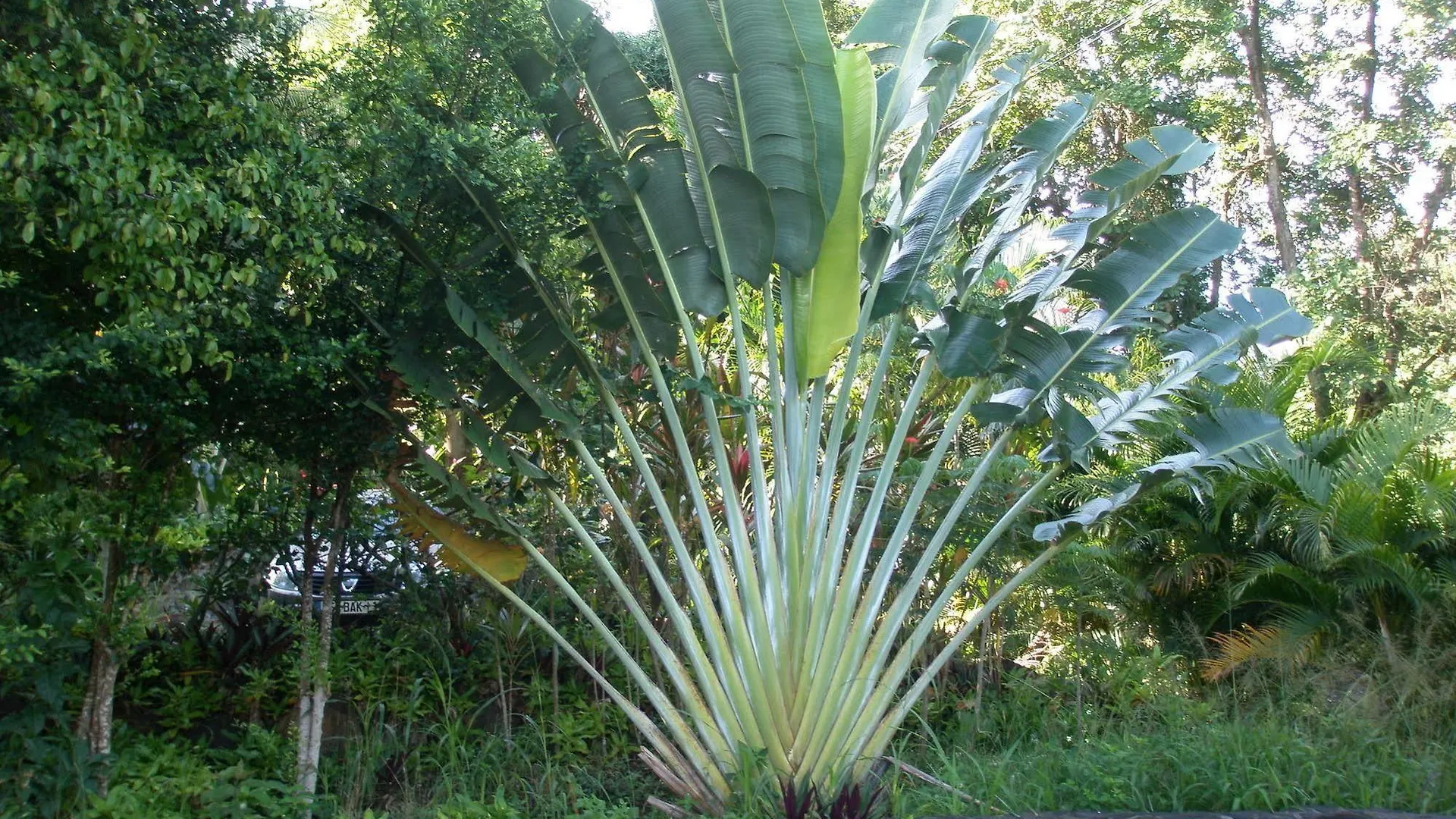 Oasis De Grande Anse Villa Deshaies