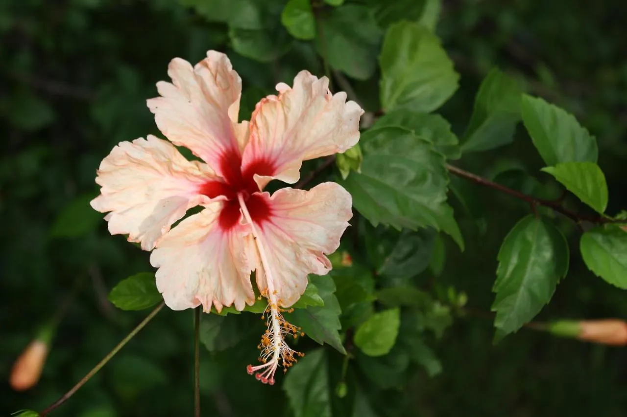 Oasis De Grande Anse Villa Deshaies 0*,  Guadeloupe